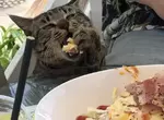 《沖繩瀨長島的食物小偷》觀光客的餐點被流浪貓偷吃了 牠其實是做案多年的老練慣犯? 《沖繩瀨長島的食物小偷》觀光客的餐點被流浪貓偷吃了 牠其實是做案多年的老練慣犯?