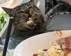 《沖繩瀨長島的食物小偷》觀光客的餐點被流浪貓偷吃了 牠其實是做案多年的老練慣犯？