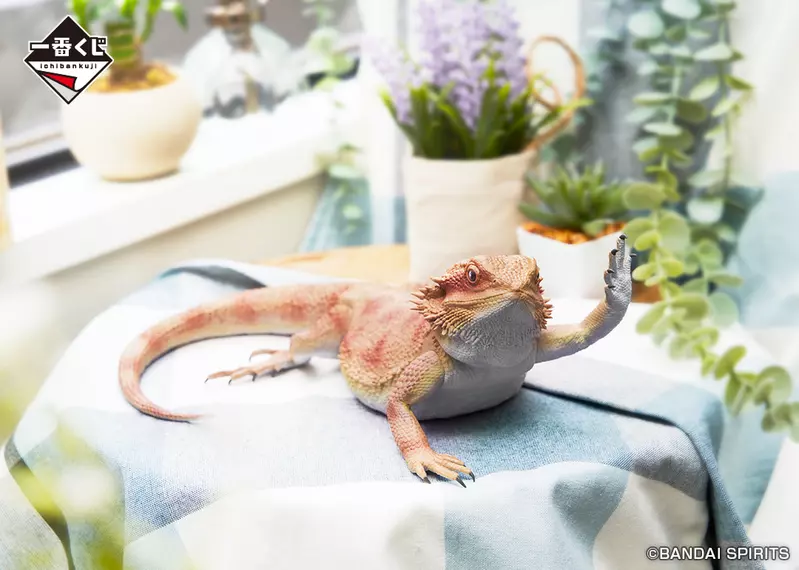 一番賞《爬蟲類.兩棲類~Tiny Friends~》鬃獅蜥模型外加脫皮守宮這組太可愛了吧(大心) 一番賞《爬蟲類.兩棲類~Tiny Friends~》鬃獅蜥模型外加脫皮守宮這組太可愛了吧(大心)