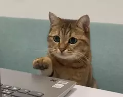 網友趣味記錄下的貓貓日記 天天都有趣味主題上演，主人跟網友看到都覺得超好笑