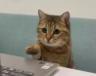 網友趣味記錄下的貓貓日記 天天都有趣味主題上演，主人跟網友看到都覺得超好笑