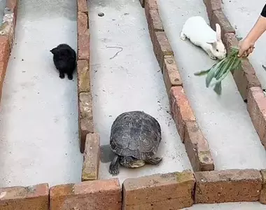 還原童話裡的龜兔賽跑 能跑出這個結果我只能說一點都不意外嗎XD