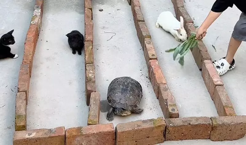 還原童話裡的龜兔賽跑 能跑出這個結果我只能說一點都不意外嗎XD