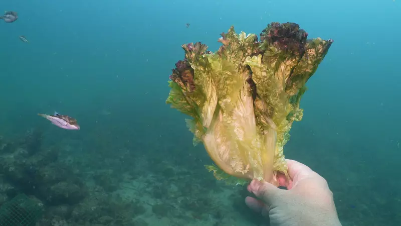 《超省時醃菜製作法》日本潛水YouTuber教烹飪 泡進10公尺深的海裡就搞定