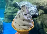 讓人好奇的味道《海豹霜淇淋》新江之島水族館推出的特色冰品 讓人好奇的味道《海豹霜淇淋》新江之島水族館推出的特色冰品