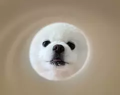 中秋寵物限定活動《寵物滿月照》只要有衛生紙捲筒芯跟毛孩就可以輕鬆達成