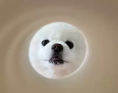 中秋寵物限定活動《寵物滿月照》只要有衛生紙捲筒芯跟毛孩就可以輕鬆達成