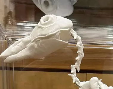 小學2年級生用黏土做出企鵝骨骼標本 沒有看錯!不是大二生,是小學生的作品(揉眼睛)