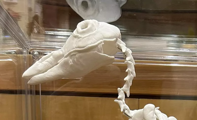 小學2年級生用黏土做出企鵝骨骼標本 沒有看錯!不是大二生,是小學生的作品(揉眼睛) 小學2年級生用黏土做出企鵝骨骼標本 沒有看錯!不是大二生,是小學生的作品(揉眼睛)