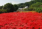 《奈良九品寺彼岸花海》曾是各大旅遊網站必推景點 沒品觀光客太多被砍光光了