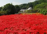 《奈良九品寺彼岸花海》曾是各大旅遊網站必推景點 沒品觀光客太多被砍光光了