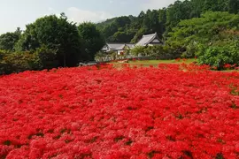 《奈良九品寺彼岸花海》曾是各大旅遊網站必推景點 沒品觀光客太多被砍光光了