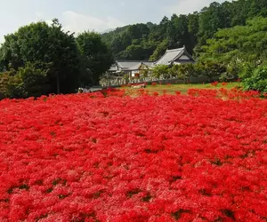 《奈良九品寺彼岸花海》曾是各大旅遊網站必推景點 沒品觀光客太多被砍光光了