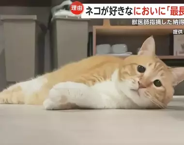 《迷戀大叔鞋味的貓》更新貓貓的最新狀況，人家「Guppy」現在還是戒不掉鞋子裡的迷人氣味