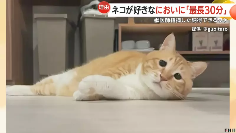 《迷戀大叔鞋味的貓》更新貓貓的最新狀況,人家「Guppy」現在還是戒不掉鞋子裡的迷人氣味 《迷戀大叔鞋味的貓》更新貓貓的最新狀況,人家「Guppy」現在還是戒不掉鞋子裡的迷人氣味