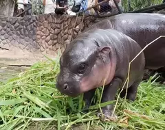 泰國誕生的河馬寶寶《Moo Deng》爆紅 網友瘋傳各種萌圖迷倒全世界