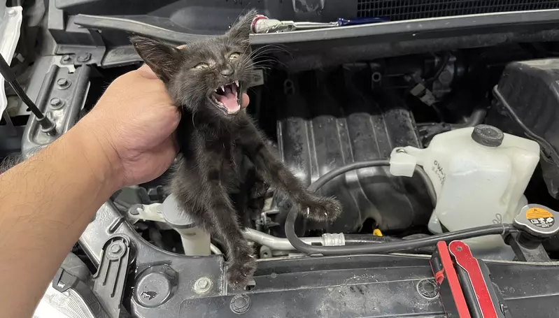 《貓咪都市傳說「秘密結社NNN」》半年前才指定想要收養小黑貓 半年後小黑貓就自己送上門