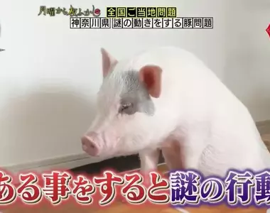 《謎之豬豬綜藝摔》只要讓豬豬聞乾洗手液的味道,那豬豬就會不停的興奮跌倒