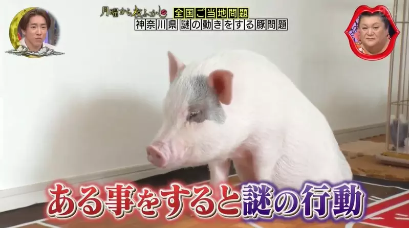 《謎之豬豬綜藝摔》只要讓豬豬聞乾洗手液的味道，那豬豬就會不停的興奮跌倒