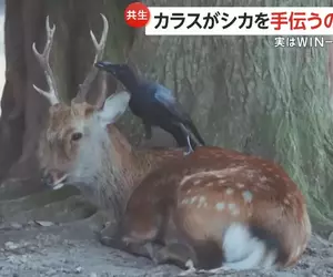 攝影師目擊《烏鴉啃鹿角》畫面 奈良公園內的珍貴畫面，話說這鹿角該不會真的好好吃？