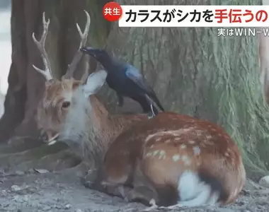 攝影師目擊《烏鴉啃鹿角》畫面 奈良公園內的珍貴畫面,話說這鹿角該不會真的好好吃?