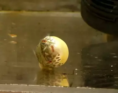 《翻車的河豚》小時候被閃瞎了?這就是為什麼水族館禁止閃光燈