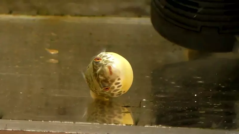 《翻車的河豚》小時候被閃瞎了？這就是為什麼水族館禁止閃光燈