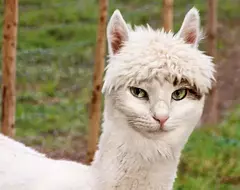 假想激萌畫面《如果把動物都換成貓臉》從草泥馬改稱叫草泥貓這樣會感到奇怪嗎？