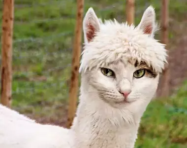 假想激萌畫面《如果把動物都換成貓臉》從草泥馬改稱叫草泥貓這樣會感到奇怪嗎?