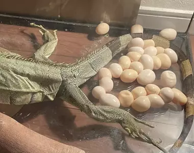 《寵物鬣蜥生蛋了》日本飼主決定煮來吃 雖然不想浪費但是實在算不上美味……