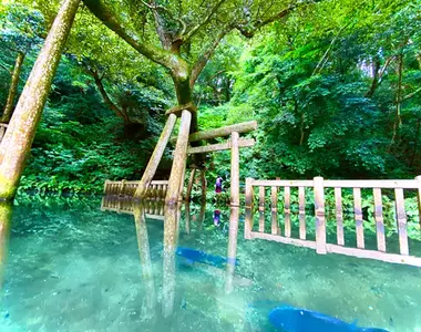 《鹿島神宮御手洗池》超夢幻水中鳥居其實修圖修很大 日本網友質疑原樣難道不夠美?