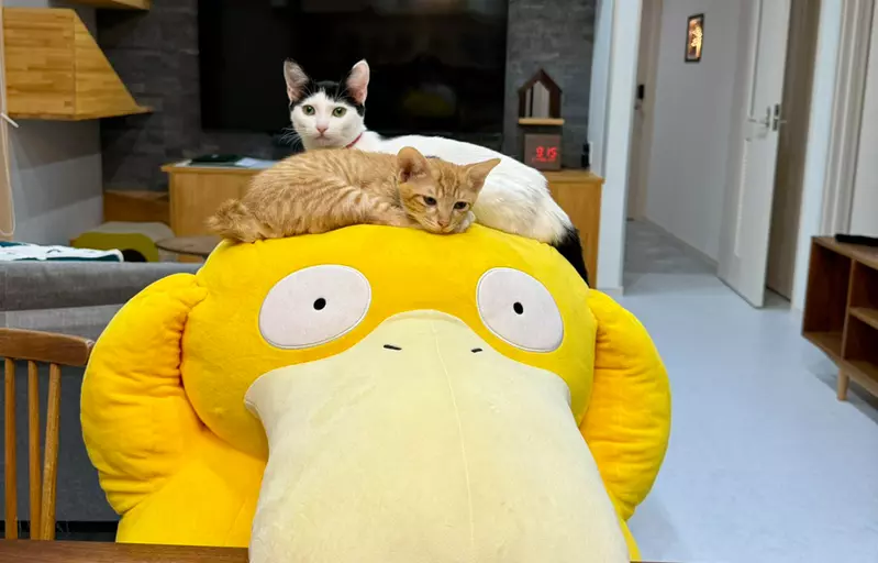 網友實驗《比起紙箱貓更喜歡可達鴨》喵星人表示：不能讓這隻鴨子太囂張(坐)