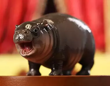 JXK工作室預購商品《河馬寶寶MooDeng》這批很純的侏儒河馬預計2025年1月推出