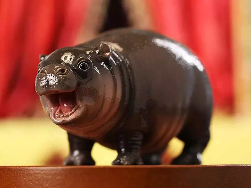 JXK工作室預購商品《河馬寶寶MooDeng》這批很純的侏儒河馬預計2025年1月推出