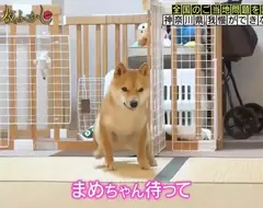 《無法忍耐的柴犬》其實腦袋是聽得懂指令,但遇到食物身體就不由自主的動了起來 《無法忍耐的柴犬》其實腦袋是聽得懂指令,但遇到食物身體就不由自主的動了起來