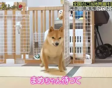 《無法忍耐的柴犬》其實腦袋是聽得懂指令,但遇到食物身體就不由自主的動了起來