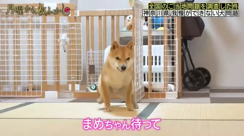 《無法忍耐的柴犬》其實腦袋是聽得懂指令,但遇到食物身體就不由自主的動了起來 《無法忍耐的柴犬》其實腦袋是聽得懂指令,但遇到食物身體就不由自主的動了起來