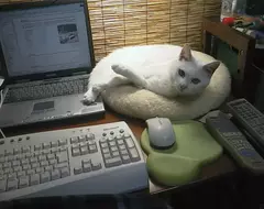 《作家菅野彰回憶愛貓》曾經最盡責的編輯就是牠 不寫稿還會特地來催稿