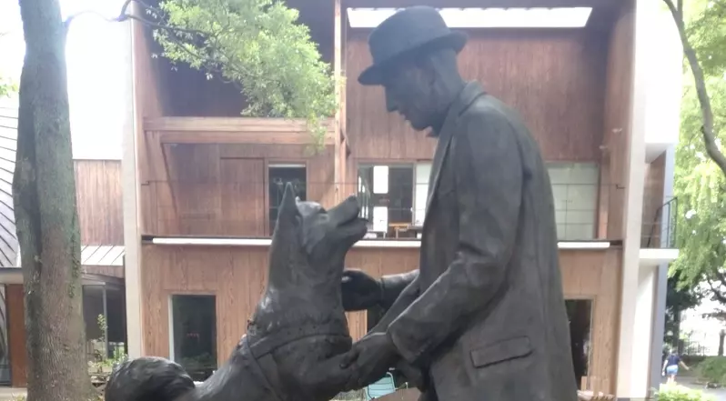 《忠犬八公像》孤獨苦等飼主的形象好哀傷？這裡可以看到牠跟飼主相見的溫馨場面