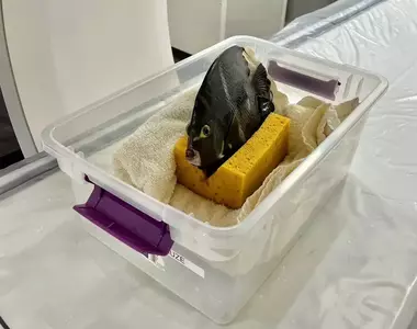 丹佛動物園分享《做核磁共振的動物照片》不單單老虎獅子可以做,就連魚也可以!?