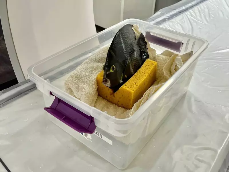 丹佛動物園分享《做核磁共振的動物照片》不單單老虎獅子可以做，就連魚也可以！？