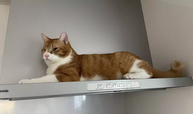 《愛爬上排油煙機的貓》載重到底撐不撐得住？Panasonic呼籲不要爬還是講不聽……