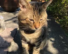 網友分享《貓貓耳朵上的小袋子》愛貓十多年了才知道原來那個地方的作用！？