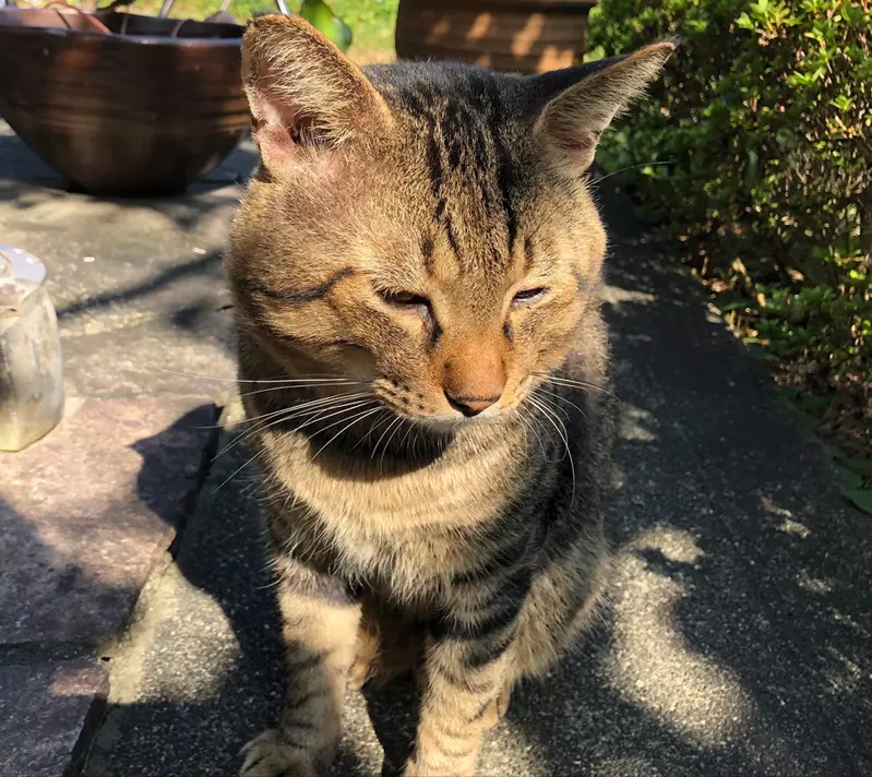 網友分享《貓貓耳朵上的小袋子》愛貓十多年了才知道原來那個地方的作用!? 網友分享《貓貓耳朵上的小袋子》愛貓十多年了才知道原來那個地方的作用!?