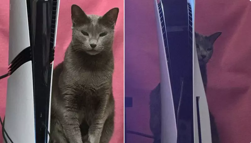 網友分享《PS5 Pro》散熱功能問題 對貓皇而言散熱功能太好反而不太滿意(怒)