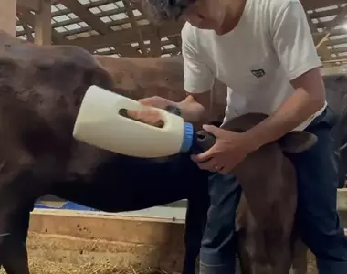 牧場推主分享《餵奶時母牛發揮母性的畫面》使用這個姿勢是方便餵小牛奶,但牛媽媽你在後面幹嘛(舔)