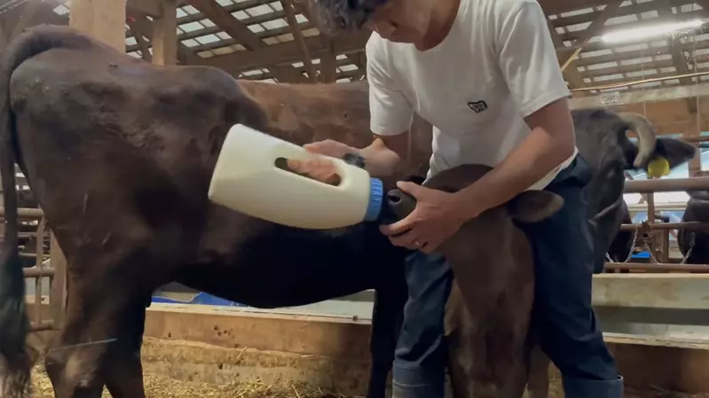 牧場推主分享《餵奶時母牛發揮母性的畫面》使用這個姿勢是方便餵小牛奶，但牛媽媽你在後面幹嘛(舔)