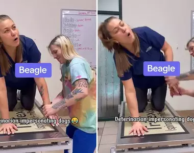 獸醫模仿動物像不像 只能說最了解動物的他們每一個都維妙維肖