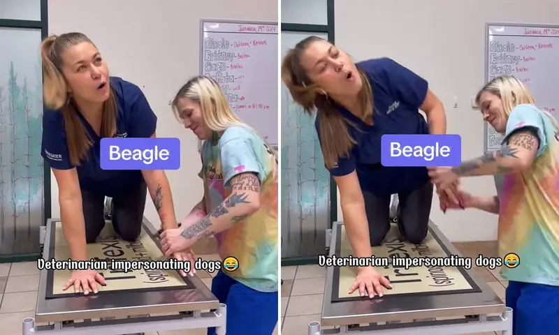 獸醫模仿動物像不像 只能說最了解動物的他們每一個都維妙維肖 獸醫模仿動物像不像 只能說最了解動物的他們每一個都維妙維肖