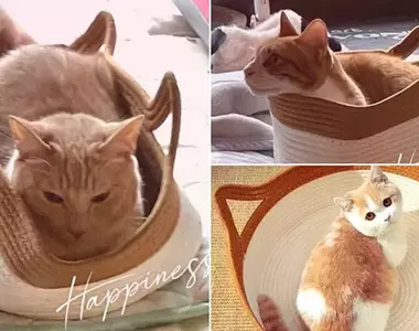 網友分享《尺寸搞錯了》問題 咦？奇怪~看得時候明明是？怎麼到手了之後差這麼多呢(摸頭)